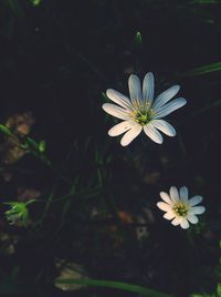 Close-up of white daisy blooming outdoors