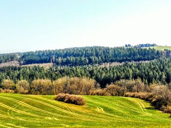 Scenic view of grassy field against clear sky