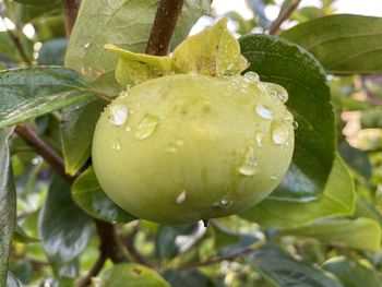 Close-up of raindrops on wet tree