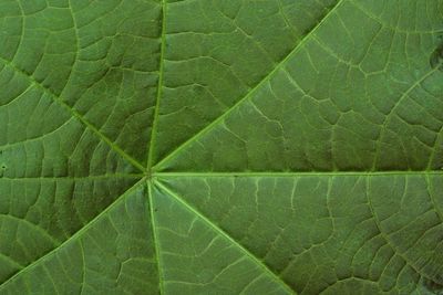 Full frame shot of green leaves