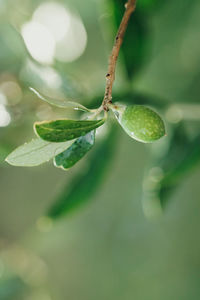 Olive branches