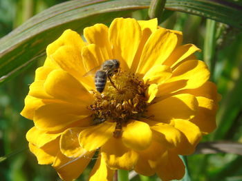 Close-up of bee on yellow flower