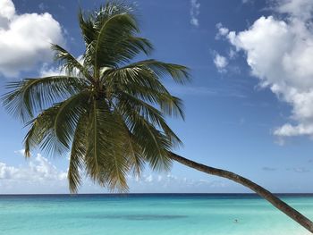Scenic view of sea against blue sky with classic hanging palm tree in barbados