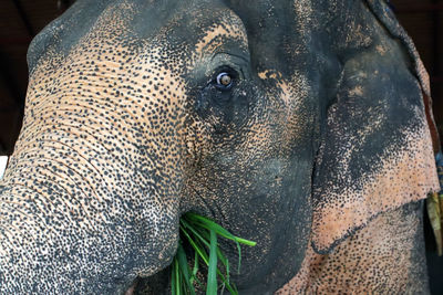 Close-up of elephant