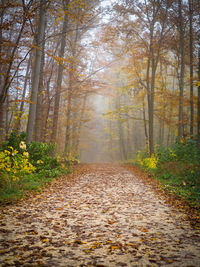 Dirt road amidst trees in forest during autumn