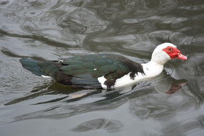 Close-up of swan swimming in lake