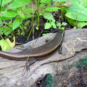 Close-up of lizard on tree