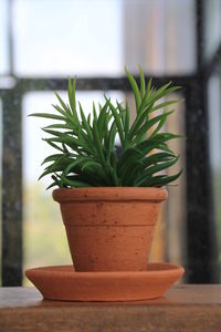 Close-up of potted plant on table