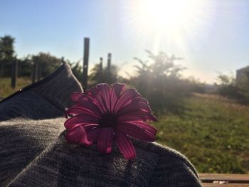 Close-up of red flower against sky