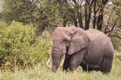 Elephant in forest