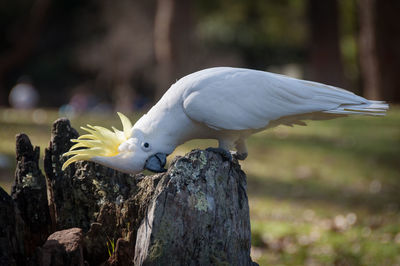 Close-up of bird perching on wooden post