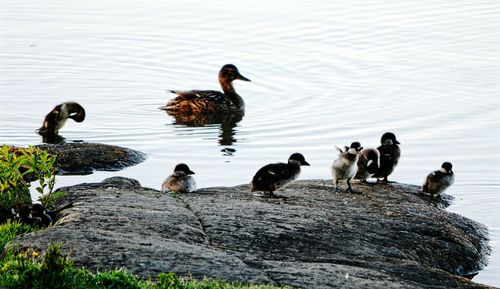 Bird in water