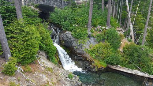 Scenic view of waterfall in forest