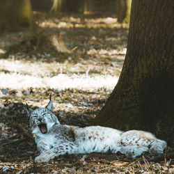 Cat yawning while relaxing against tree