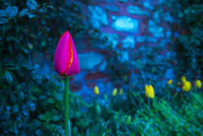 Close-up of pink rose flower