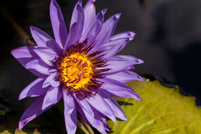 Spikey purple and white water lily nymphaea blooms in a pond with lily pads in southern florida 