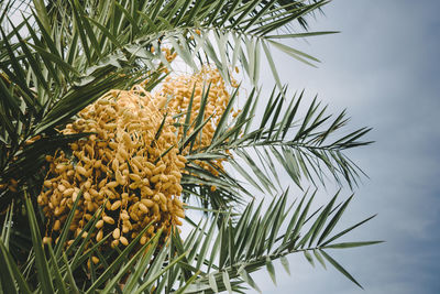 Low angle view of palm tree against sky