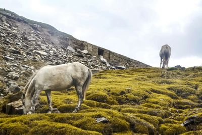 Low angle view of horses grazing on field against sky