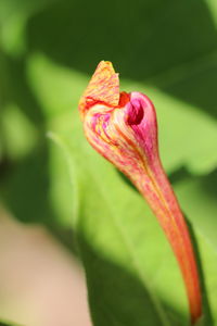 Close-up of pink rose flower