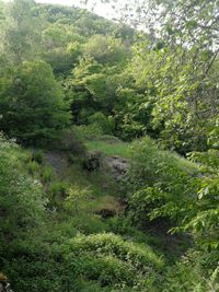 Scenic view of forest
