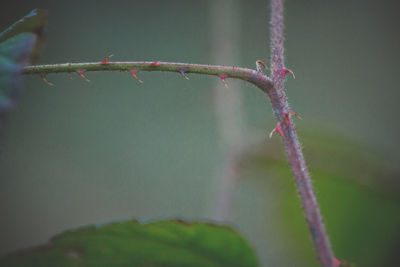 Close-up of flower buds growing outdoors