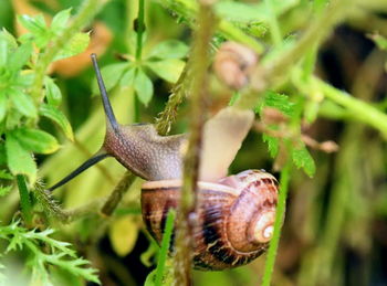 snail