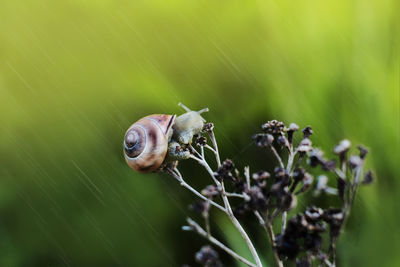 Close-up of snail on plant