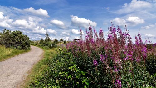 Scenic view of field against cloudy sky