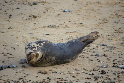 Grey seals halichoerus grypus on a beach in norfolk, uk