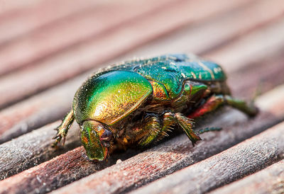 Green golden june beetle or cockchafer detail view sitting on a wooden deck in the sun.