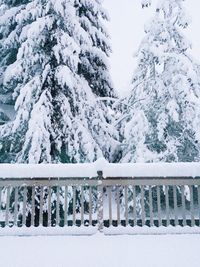 Snow covered trees in winter