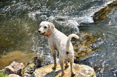 View of dog on rock at sea