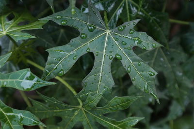 Close-up of raindrops on leaves