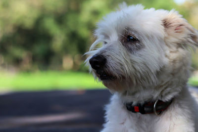 Close-up of dog looking away