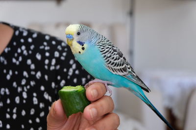 Close-up of hand holding parrot