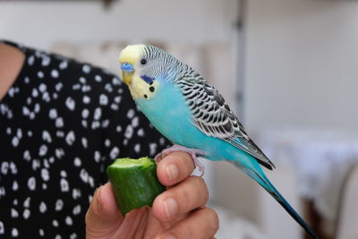 Close-up of hand holding parrot bird