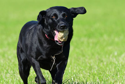 Action shot of a young black labrador running through a field with a stone in it's mouth