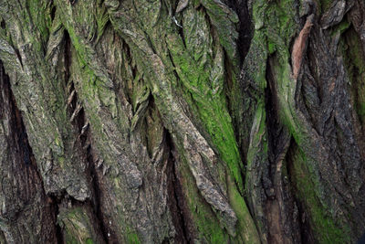 Full frame shot of tree trunk