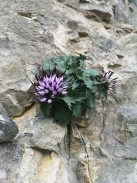 Close-up of purple flowering plant on rock