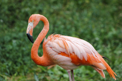 Close-up of bird standing outdoors