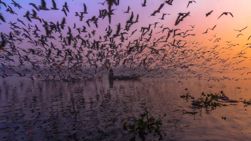 View of birds on shore against sky during sunset