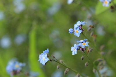 Close-up of white flowering plant