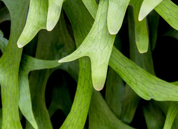 Texture detail on leaves of elkhorn fern, platycerium coronarium