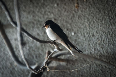 Close-up of bird perching on wall