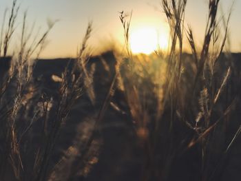 Close-up of stalks in field at sunset