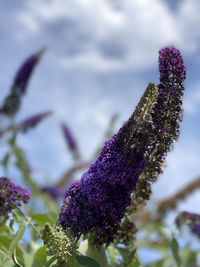 Close-up of purple flowering plant