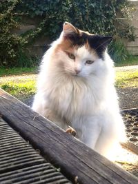 Close-up of cat sitting on grass