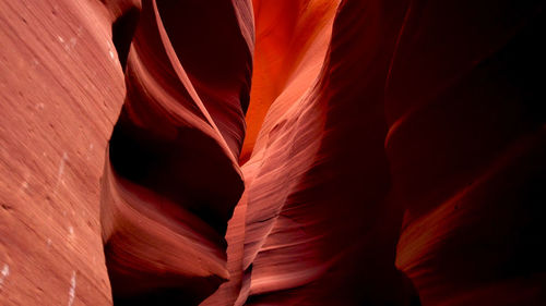 Full frame shot of red flowering plant