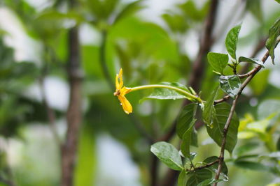 Close-up of insect on plant