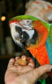 Close-up of hand feeding parrot